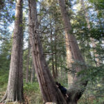 Cortez Island Forest