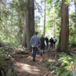 Hollyhock_IntoTheWoods_2023