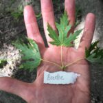 Breathe