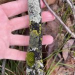 Hand on Lichen