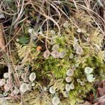 Lichen and Moss