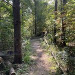Trail in the Woods