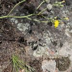 Yellow flower on Lichen